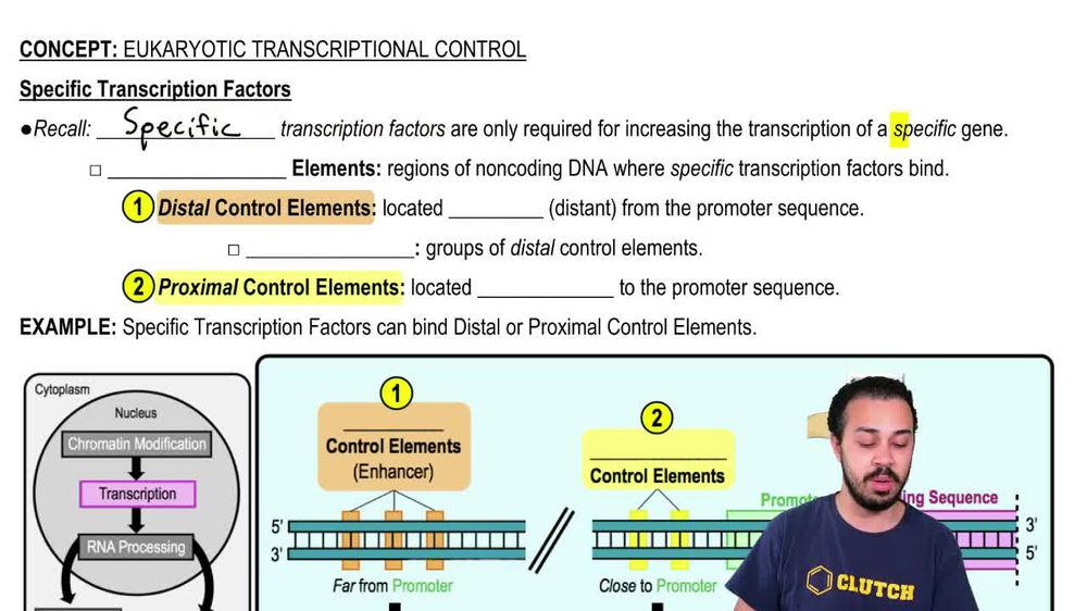 Specific Transcription Factors