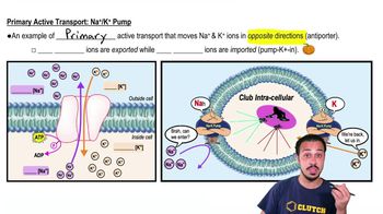 Primary Active Transport: Na+/K+ Pump