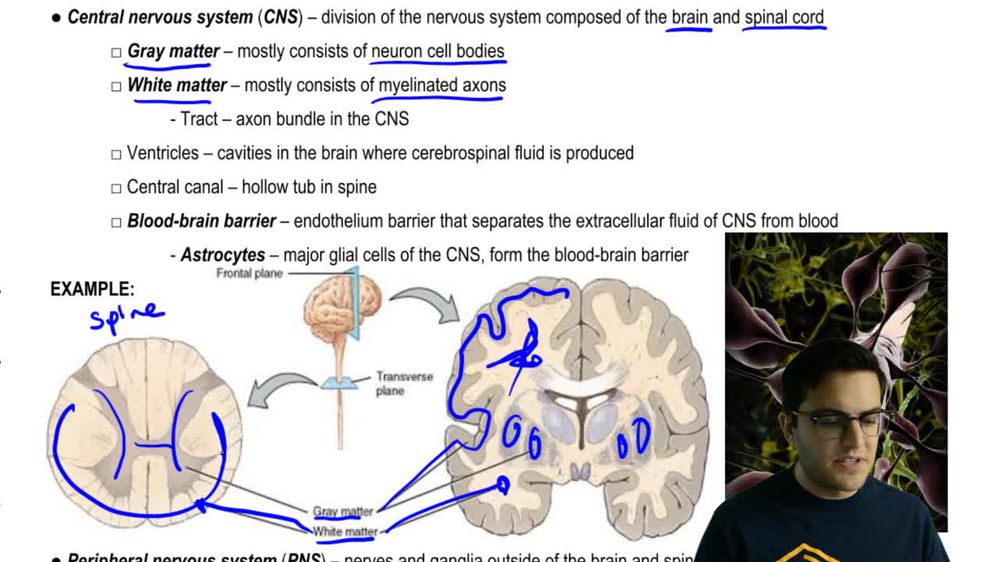 Organization of the Nervous System