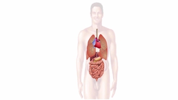 Animation: Hormonal Response to Stress
