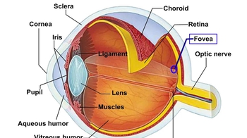 Animation: Structure and Function of the Eye