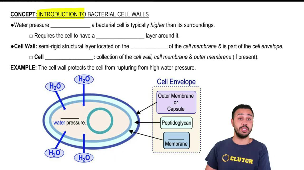 Introduction to Bacterial Cell Walls