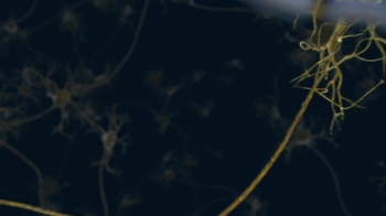 Animation: Propagation of an Action Potential in Unmyelineated and Myelinated Axons