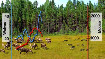 BioFlis: Predator-Prey Interactions
