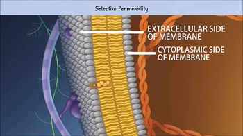 Animation: Selective Permeability of Membranes