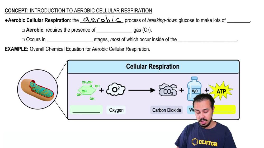 Introduction to Cellular Respiration