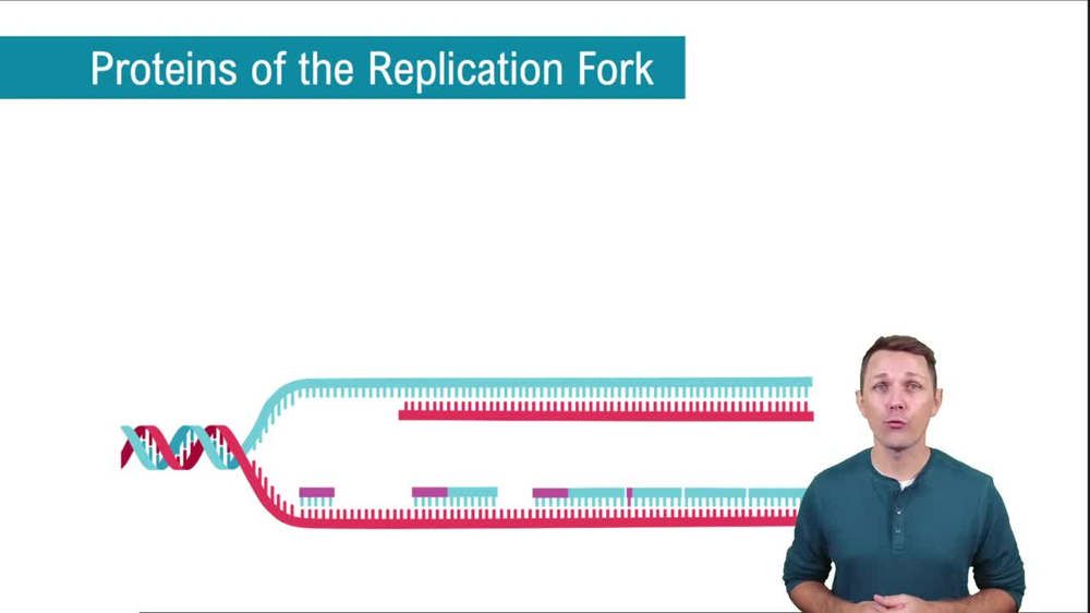 Replication Fork