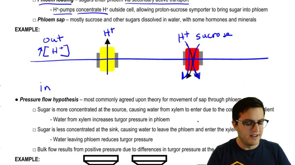 Pressure Flow Hypothesis