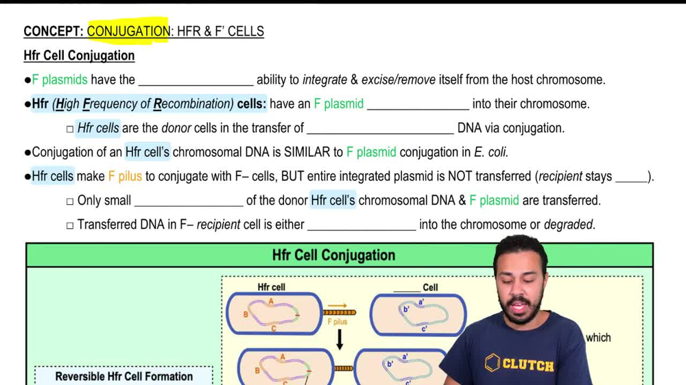 Hfr Cell Conjugation