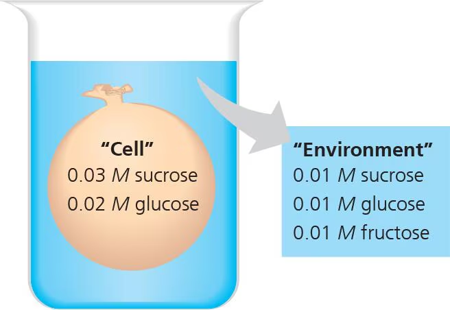 Diagram of a cell in a beaker showing solute concentrations and membrane permeability for osmosis study.