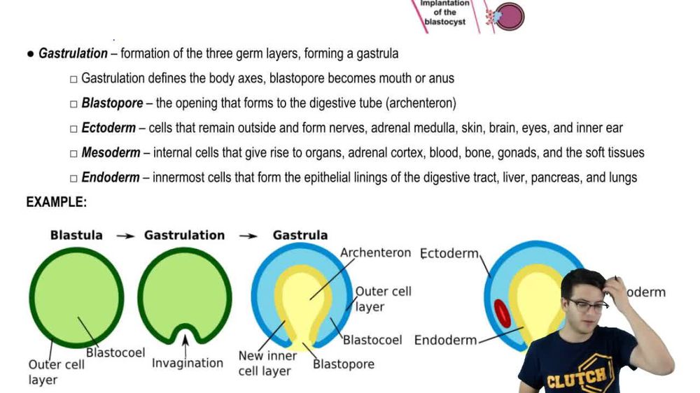 Implantion and Gastrulation