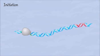 Animation: Overview of Transcription in Bacteria