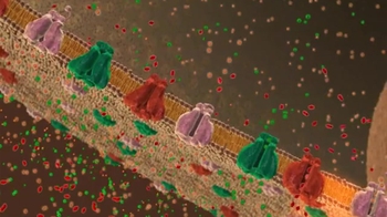 BioFlix: How Synapses Work