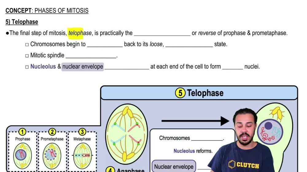 Telophase
