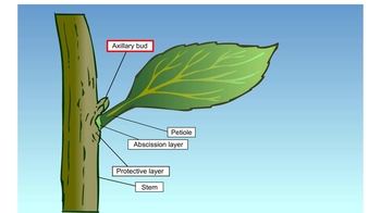 Animation: Leaf Abscission