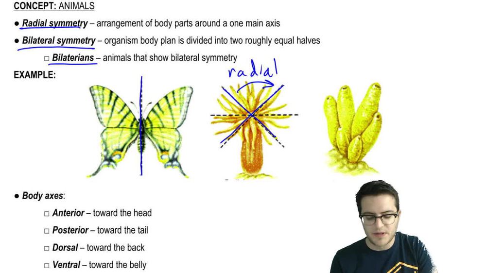 Overview of Animals - 4
