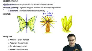 Overview of Animals - 4