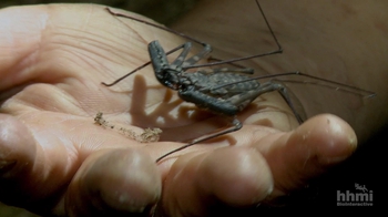 HHMI BioInteractive: Surveying Gorongosas Biodiversity