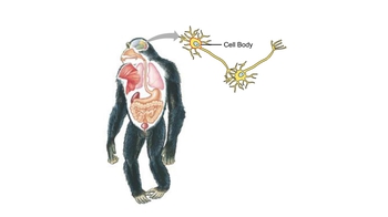 Animation: Nervous Tissue