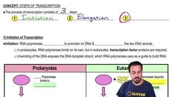1) Initiation of Transcription