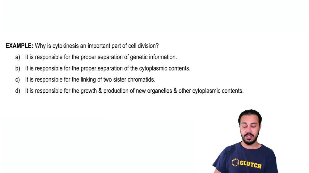 Cytokinesis Example 1