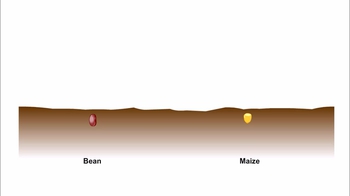 Animation: Seed Germination