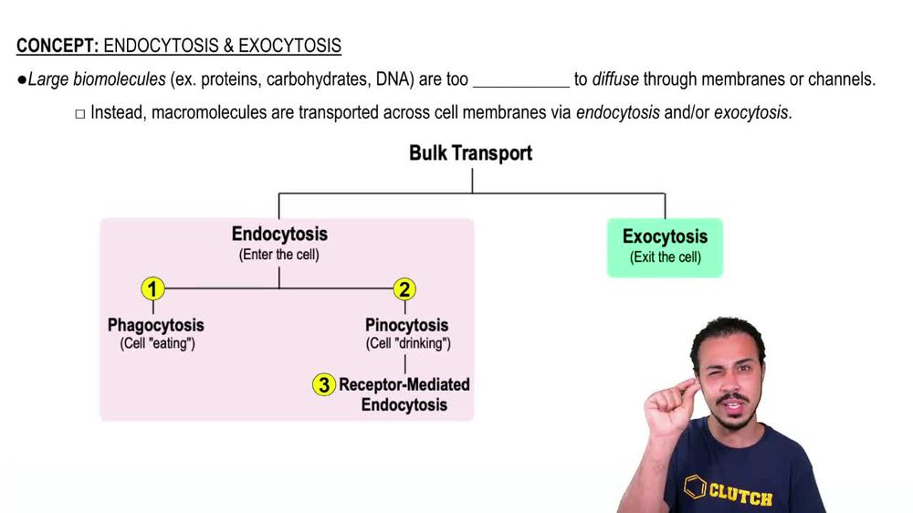Endocytosis and Exocytosis