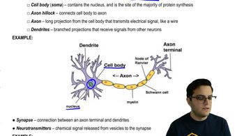 Neurons