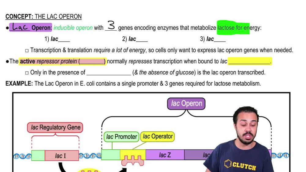 The Lac Operon