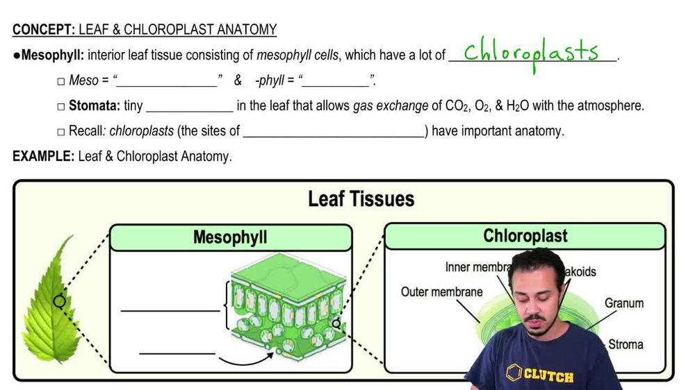 Leaf & Chloroplast Anatomy