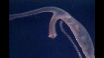 Short Video: Hydra Budding