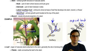 Shoots and Leaves
