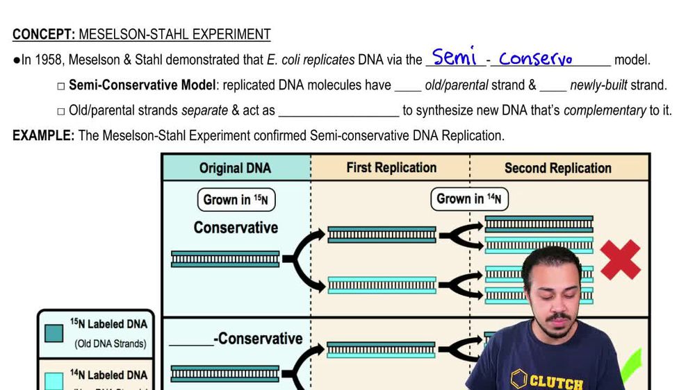 Meselson-Stahl Experiment