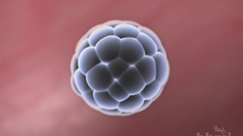 HHMI BioInteractive: Human Embryonic Development