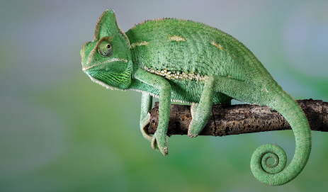 A green chameleon perched on a branch, representing population growth in biology.