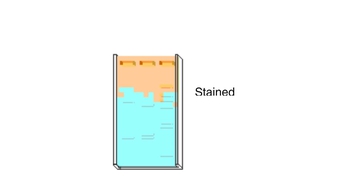 Animation: Gel Electrophoresis of DNA