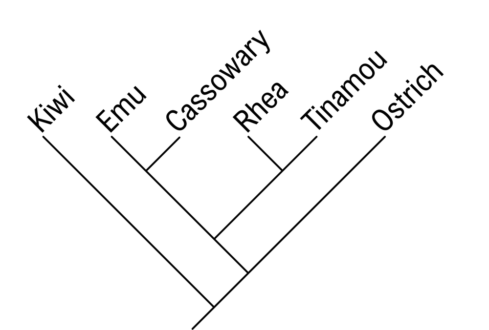Phylogenetic tree depicting relationships among kiwi, emu, cassowary, rhea, tinamou, and ostrich.