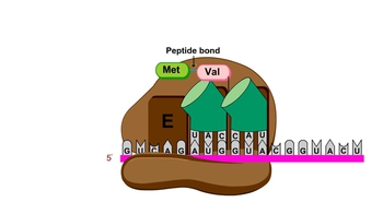 Animation: Elongation Cycle of Translation