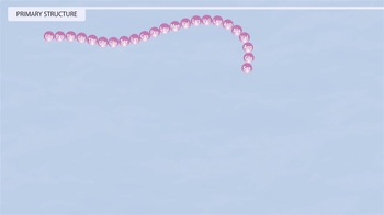 Animation: Proteins