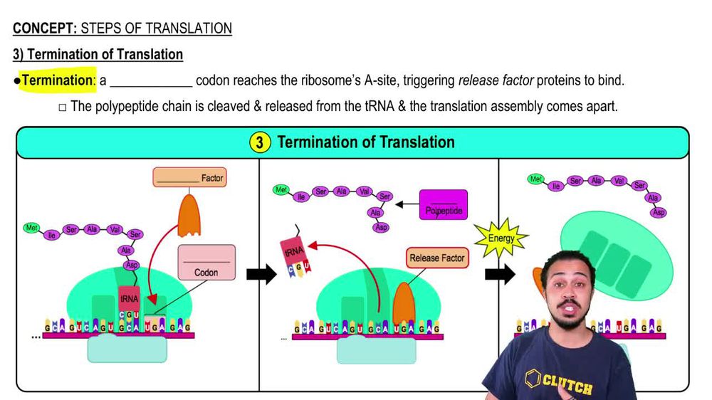 3) Termination of Translation