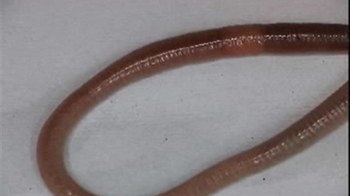 Short Video: Earthworm locomotion