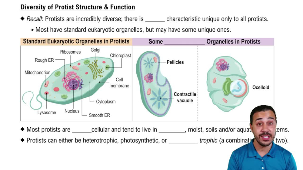 Diversity of Protist Structure & Function
