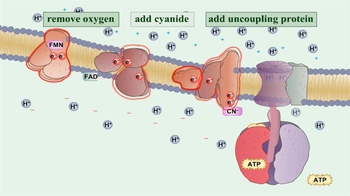 Animation: Electron Transport Chain: Factors Affecting ATP Yield