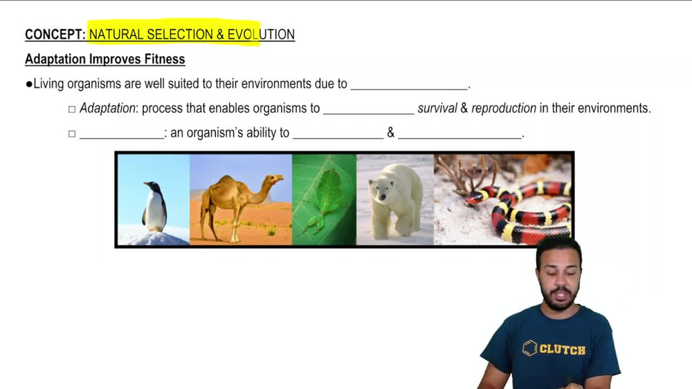 Adaptation Improves Fitness