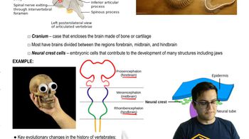 Vertebrates