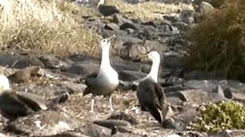 Short Video: Albatross Courship Ritual