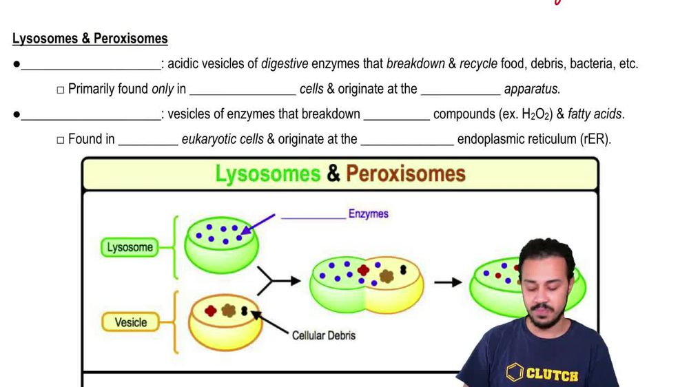Lysosomes & Peroxisomes