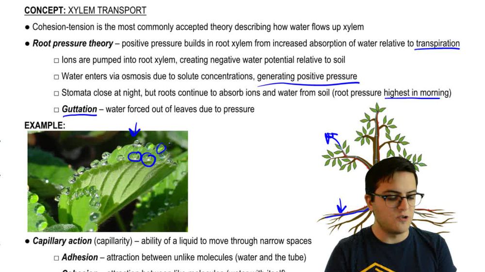 Root Pressure Theory