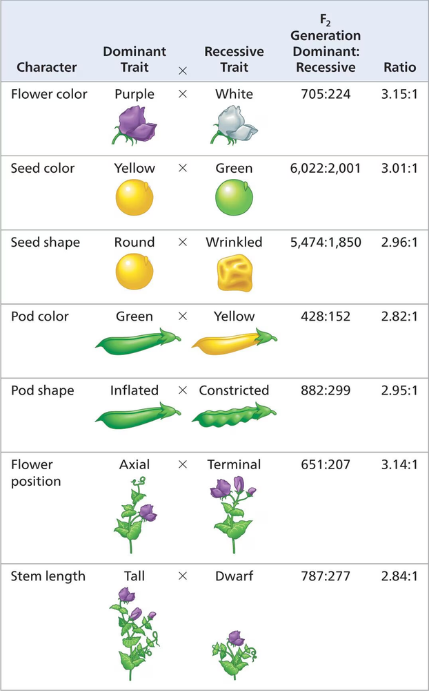 Table showing dominant and recessive traits in pea plants with F2 generation ratios for flower color, seed color, and more.