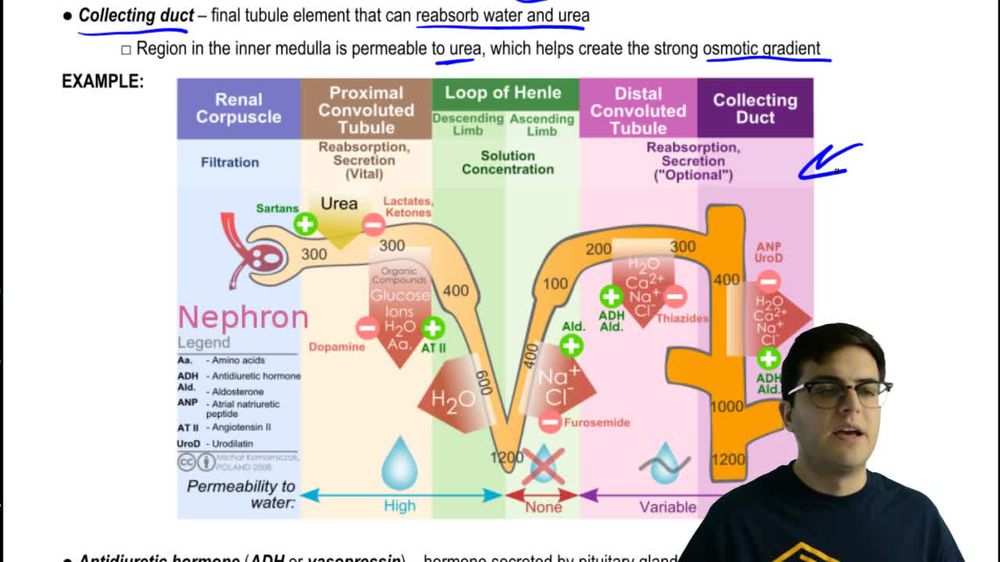 Distal Tubule and Collecting Duct